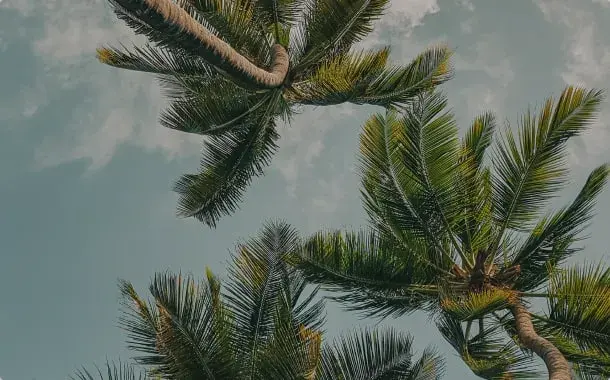 Palmeras en playa del carmen